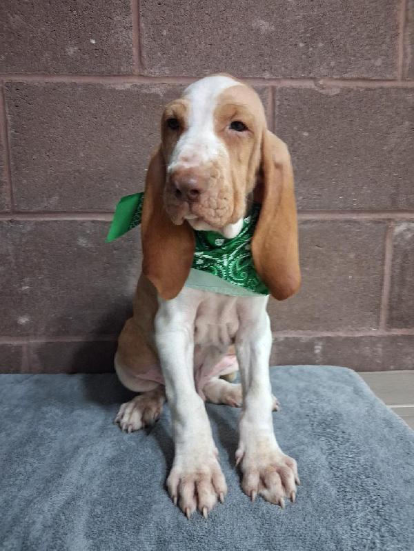 BRACCO ITALIANO PUPPIES Bracco Italiano