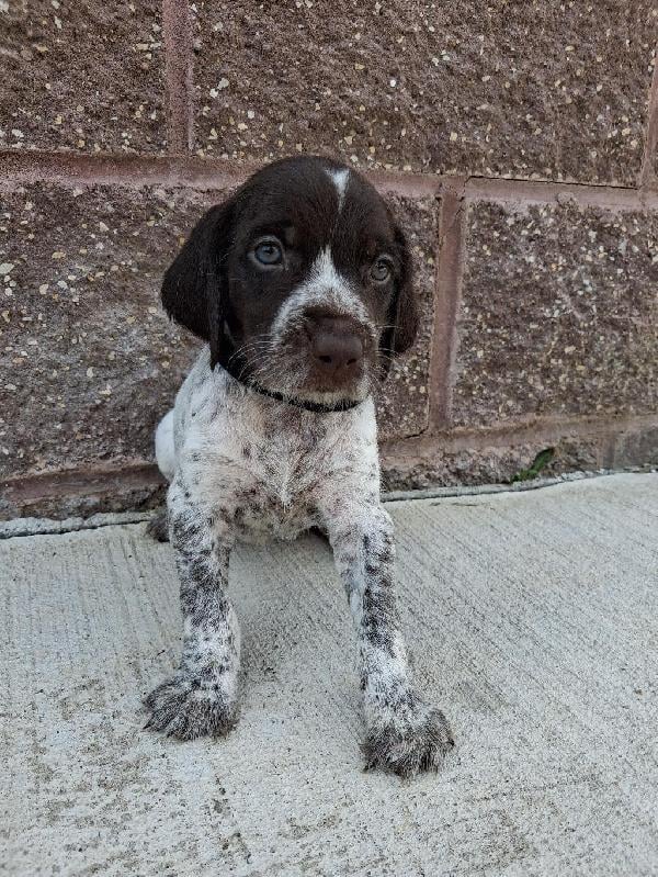 GERMAN WIREHAIRED POINTER PUPPIES German Wirehaired Pointer