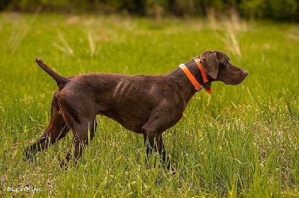 German Shorthaired Pointer