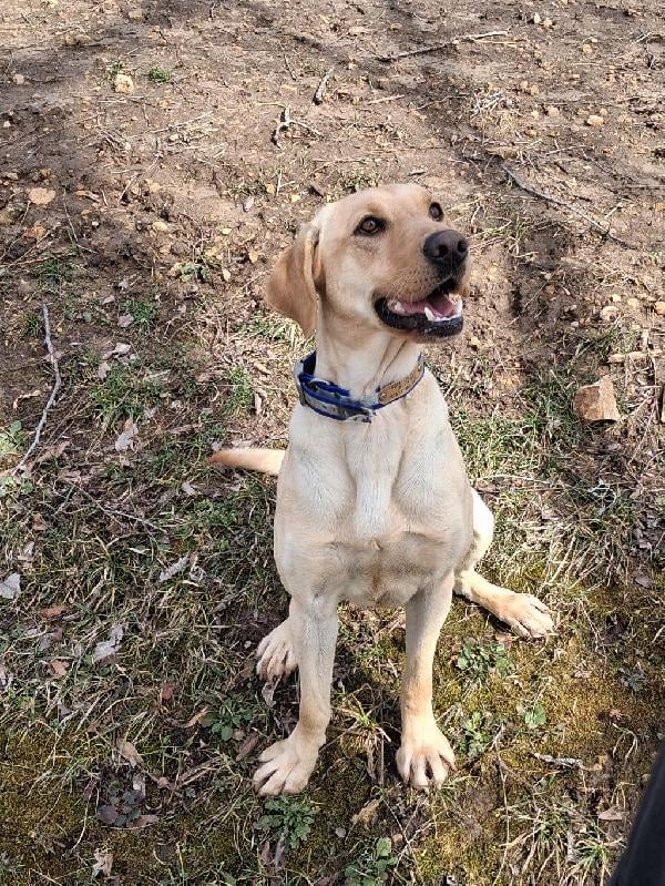 Labrador Retriever