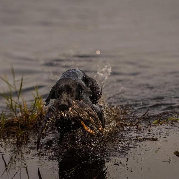Labrador Retriever