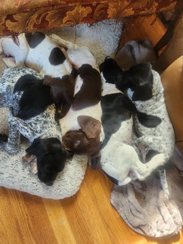 GERMAN SHORTHAIRED POINTER PUPPIES WITH AKC R German Shorthaired Pointer