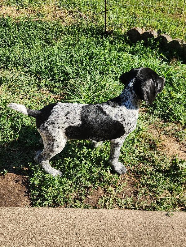 GERMAN SHORTHAIRED POINTER PUPPIES WITH AKC R German Shorthaired Pointer