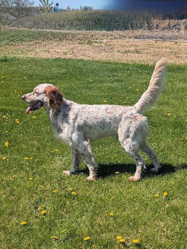 English Setter