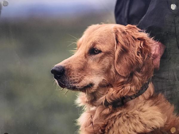 Golden Retriever