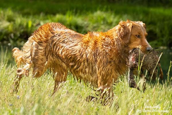 DALLAS WATER RETRIEVE(1).JPG