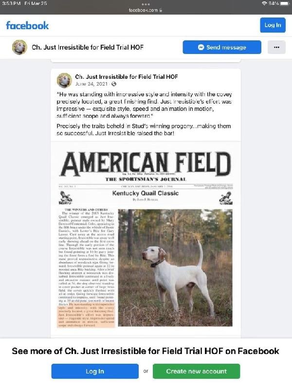 English Pointer