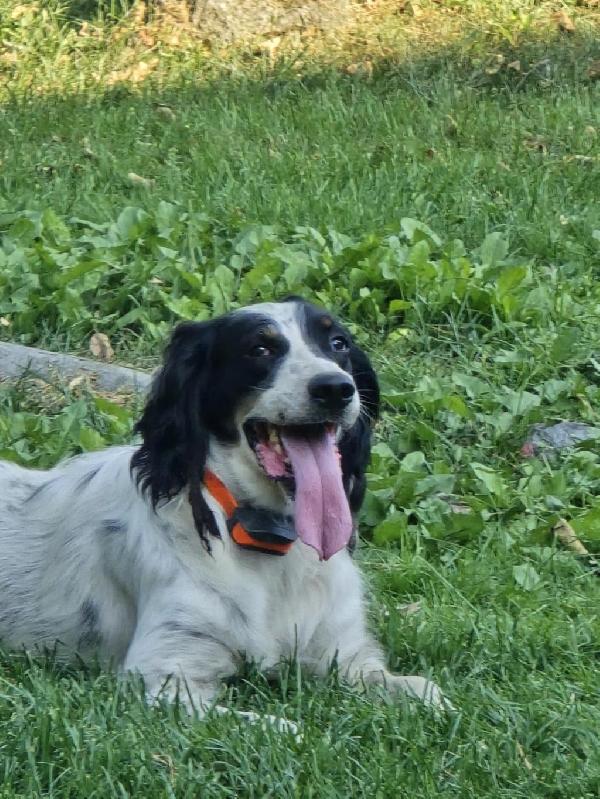 English Setter