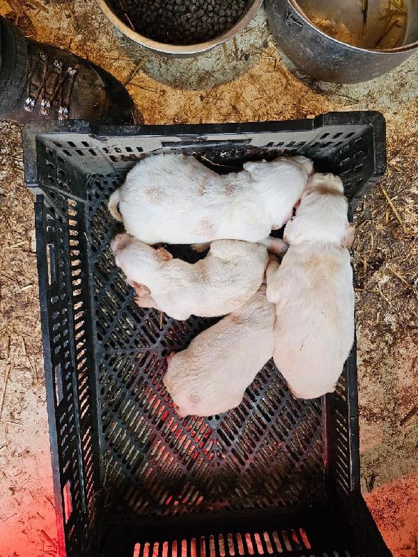 PUPPIES English Setter