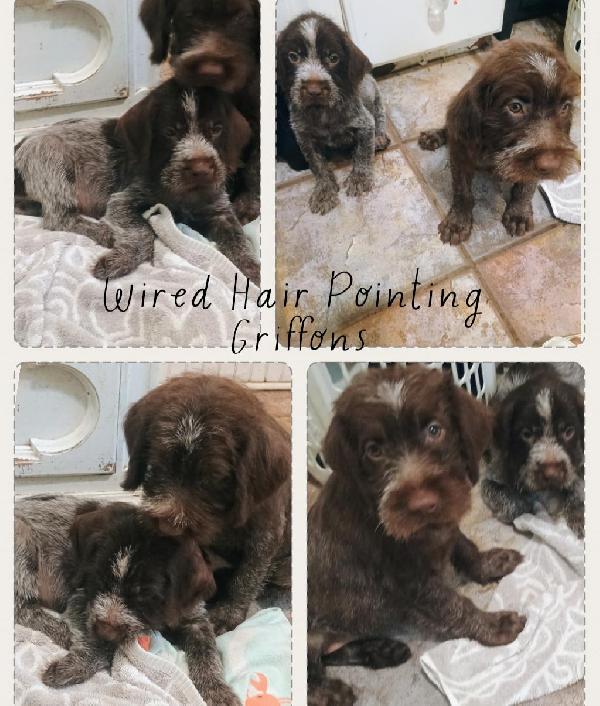 Wirehaired Pointing Griffon