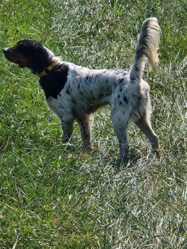 English Setter