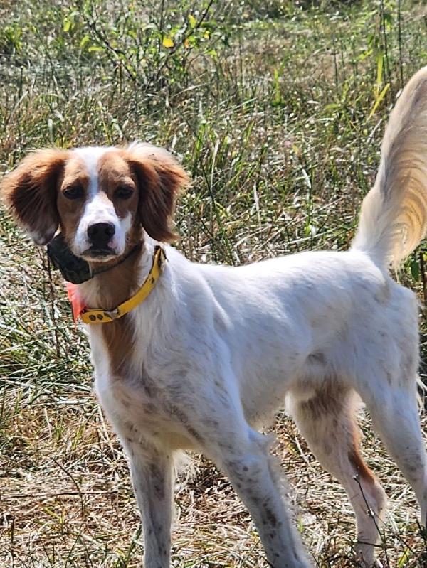English Setter