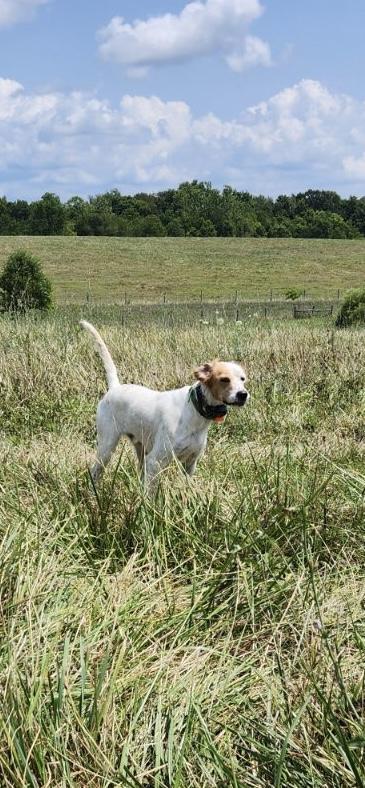 English Setter