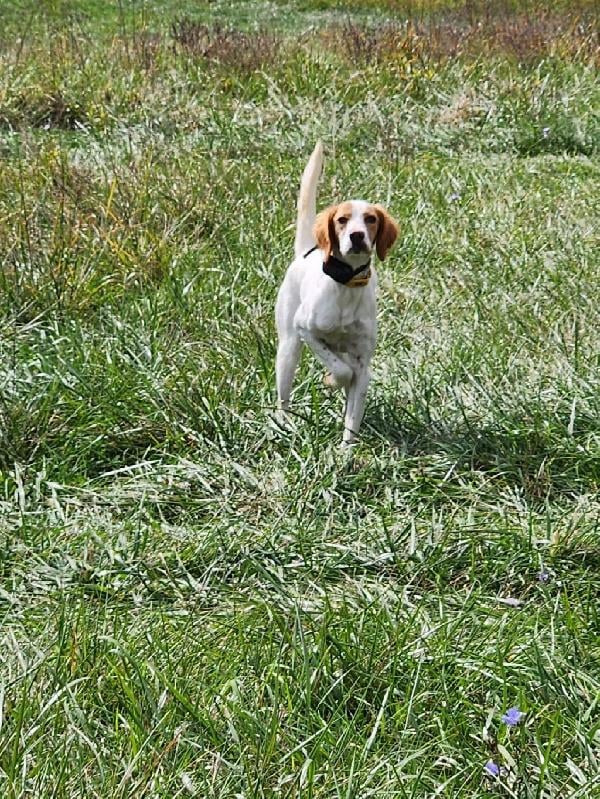 STARTED FEMALE SETTER English Setter