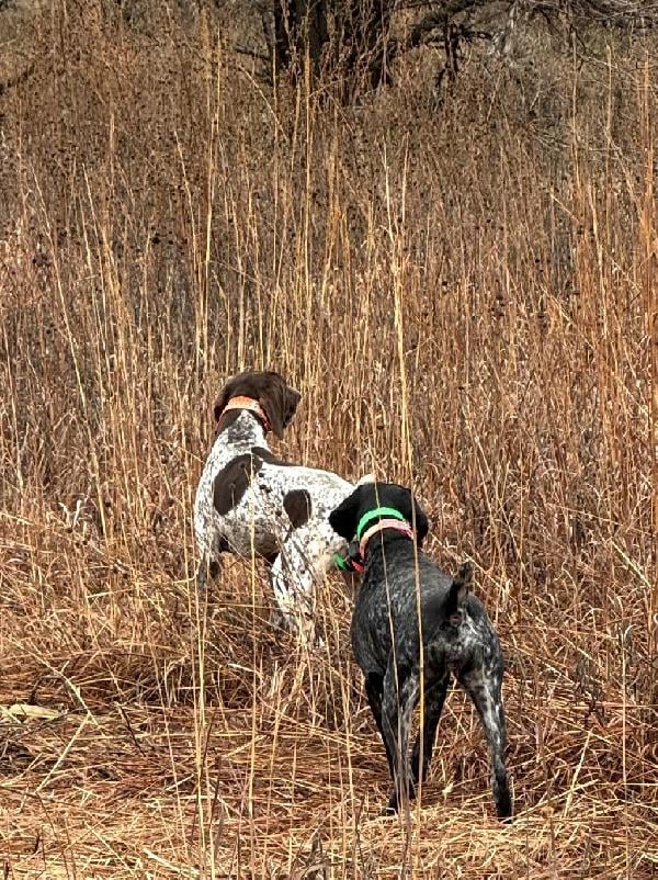 4-2021- GSP FEMALE German Shorthaired Pointer