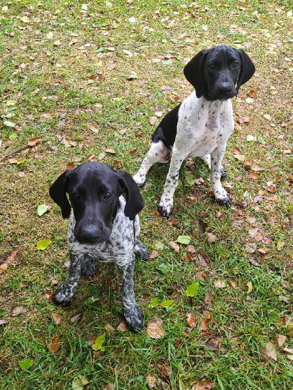 German Shorthaired Pointer - Puppies for Sale