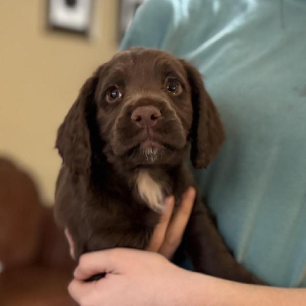 FIELD BRED ENGLISH COCKER - 8 WEEKS OLD