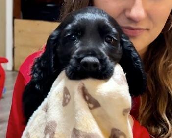 FIELD BRED ENGLISH COCKER - 8 WEEKS OLD