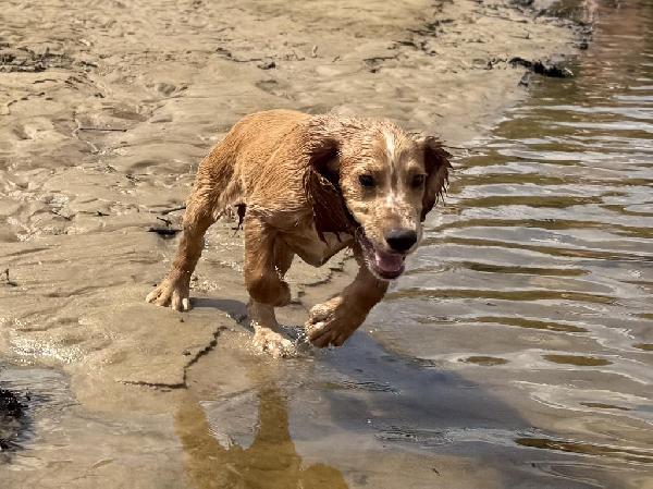 English Cocker Spaniel