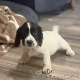 English Cocker Spaniel