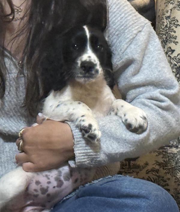 English Cocker Spaniel