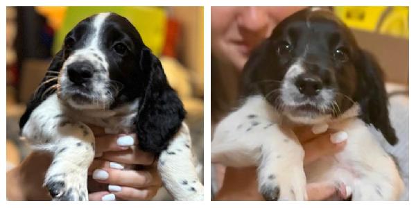 English Cocker Spaniel