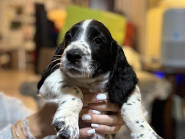 English Cocker Spaniel