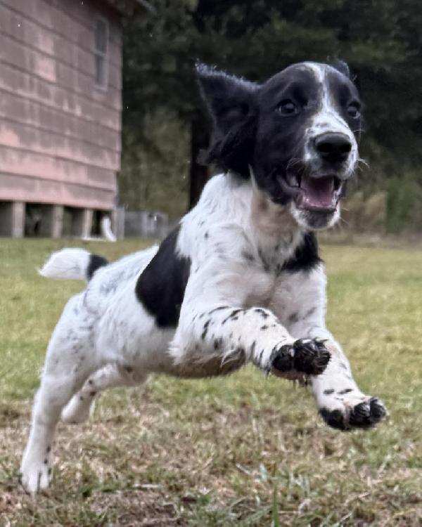 FIELD BRED AKC ENGLISH COCKER English Cocker Spaniel
