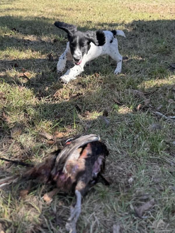 FIELD BRED AKC ENGLISH COCKER English Cocker Spaniel
