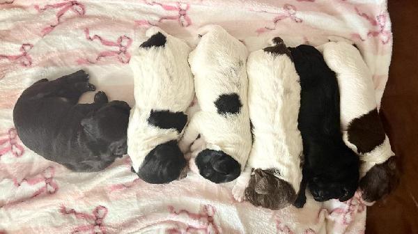 English Cocker Spaniel