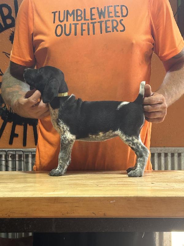 German Shorthaired Pointer
