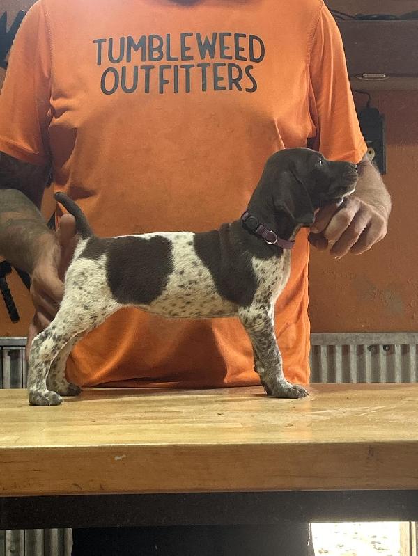 German Shorthaired Pointer