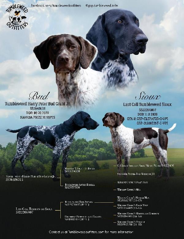 German Shorthaired Pointer