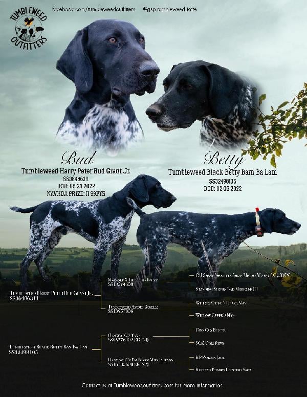 German Shorthaired Pointer