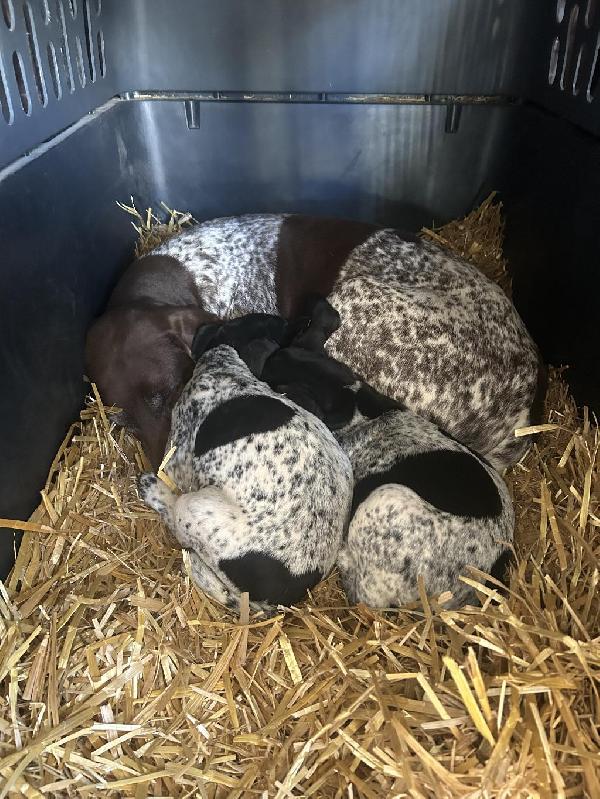 German Shorthaired Pointer