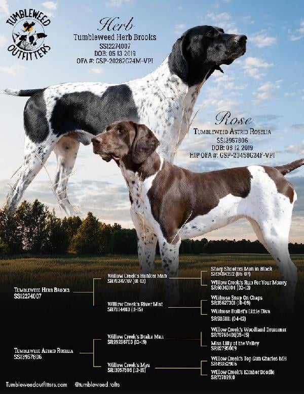 German Shorthaired Pointer