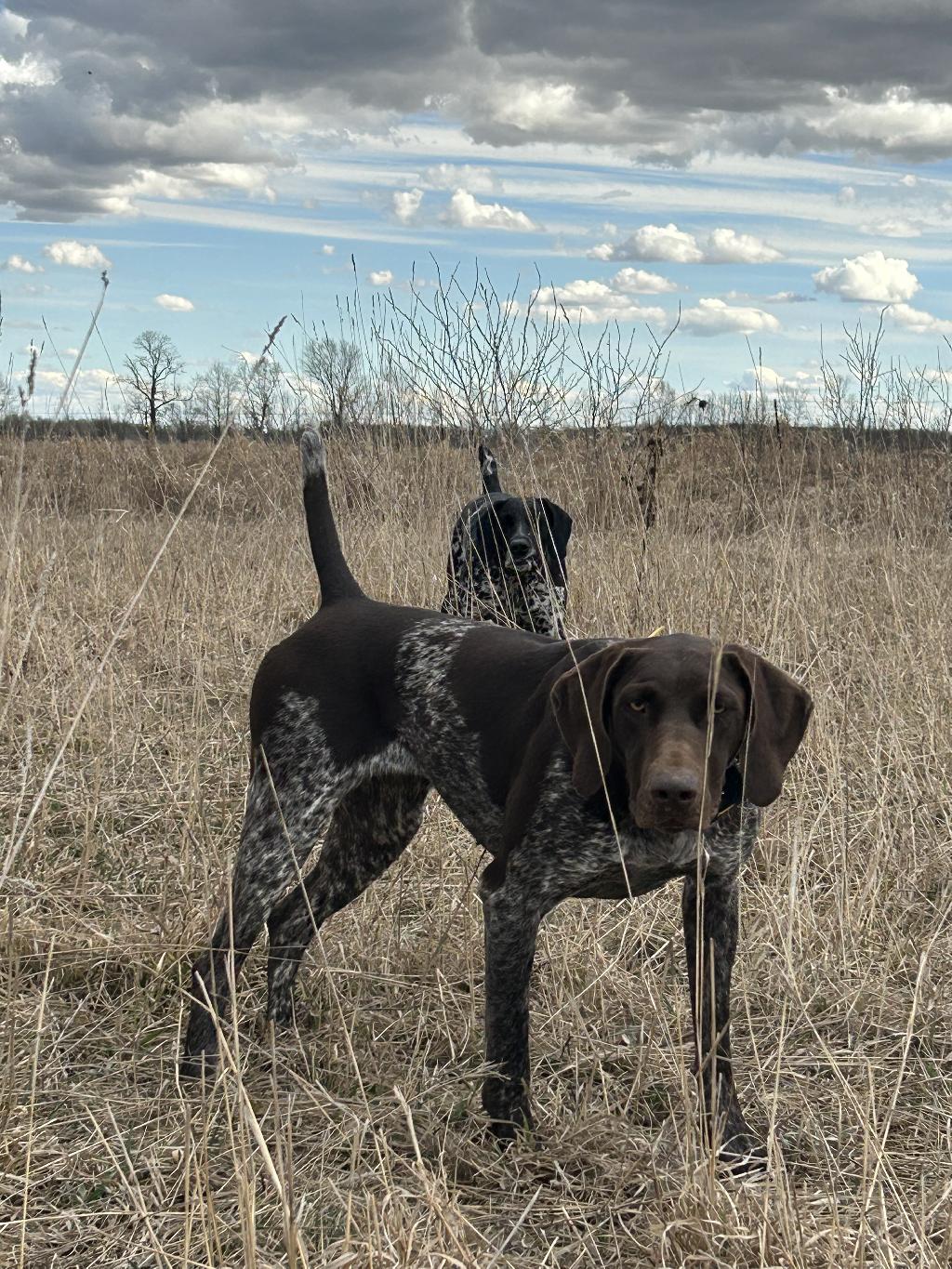 UPCOMING 2026 GSP LITTER German Shorthaired Pointer