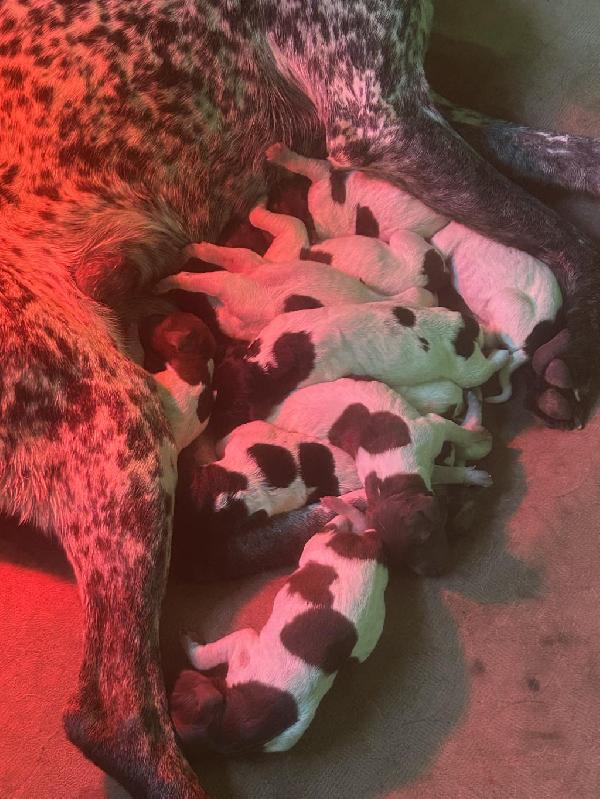 German Shorthaired Pointer