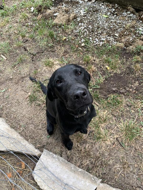 Labrador Retriever