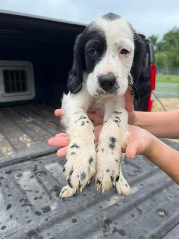 English Setter For Sale