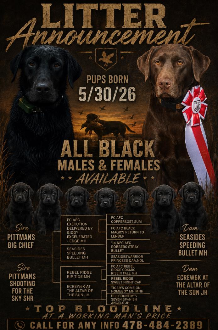 AKC LABRADOR PUPS ON THE GROUND Labrador Retriever