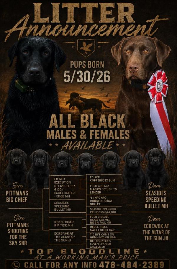 Labrador Retriever