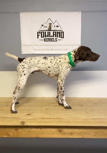 German Shorthaired Pointer
