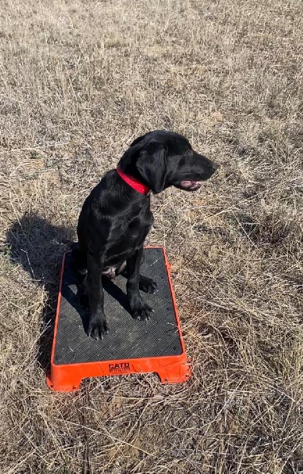 Labrador Retriever