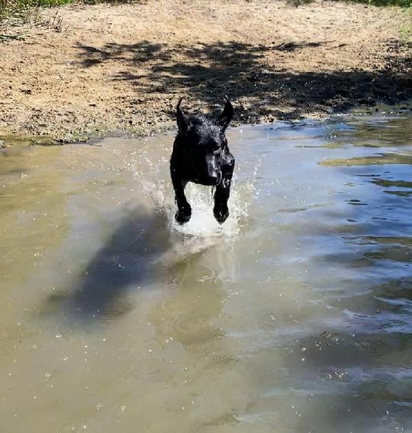 Labrador Retriever