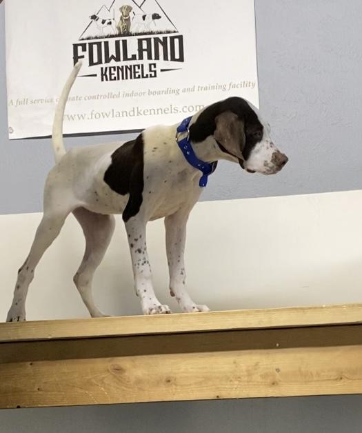 English Pointer