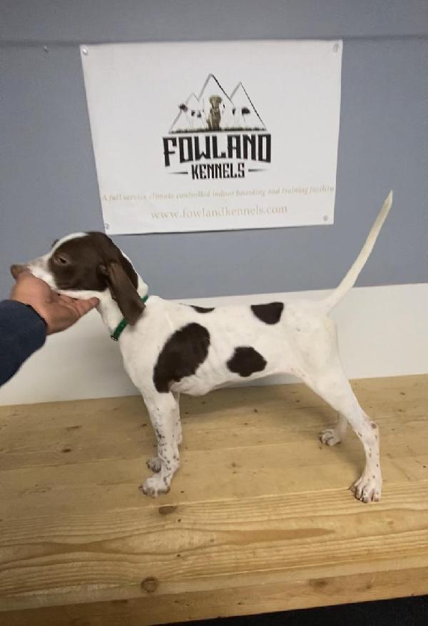 English Pointer