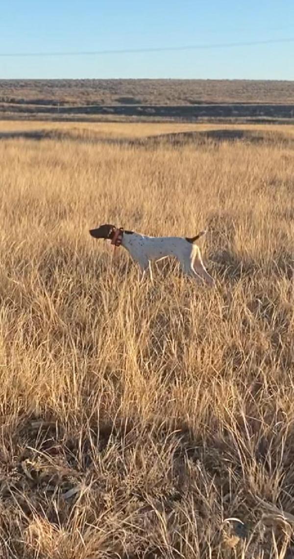 German Shorthaired Pointer