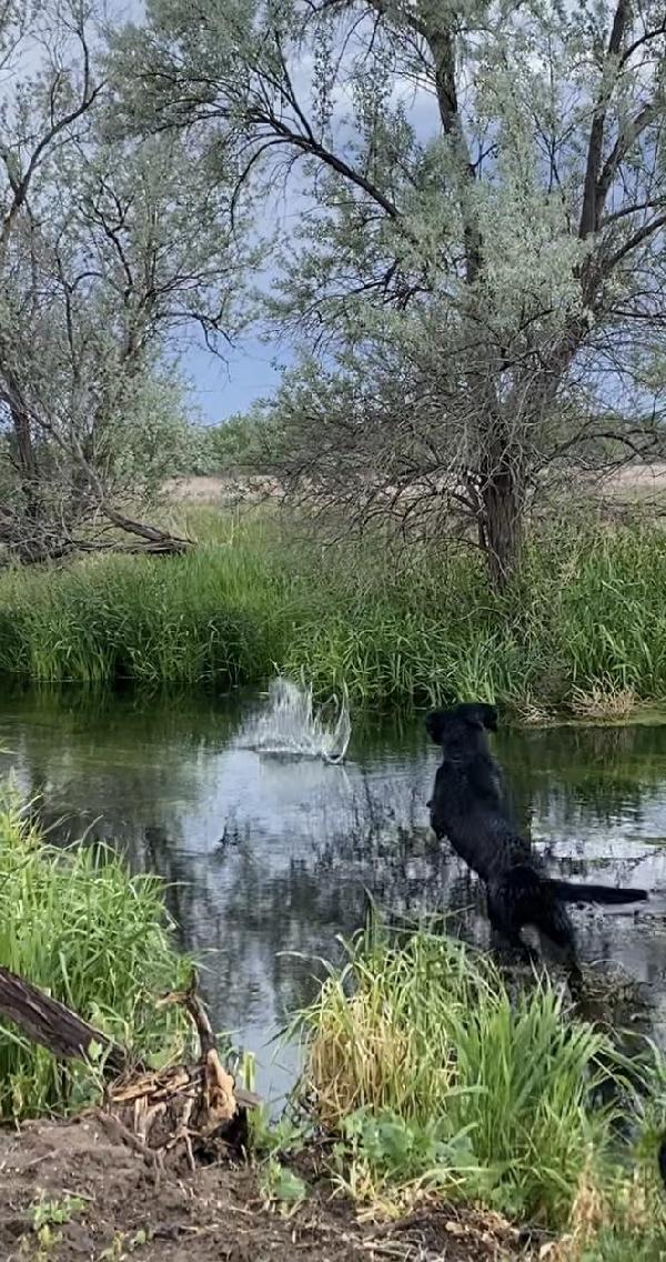 Labrador Retriever