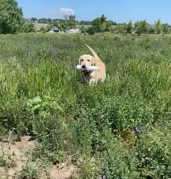 Labrador Retriever